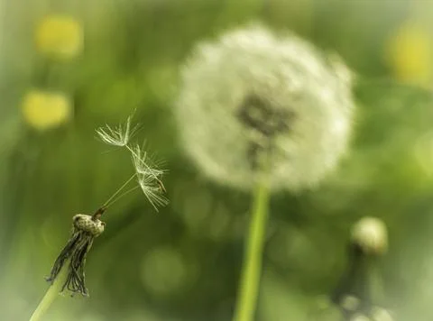 Bald dandelion Stock Photos