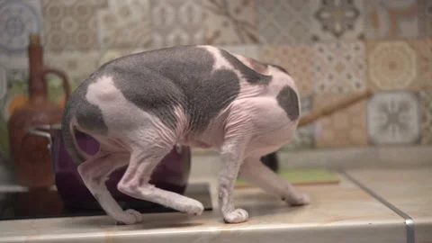 Bald Don Sphynx cat on the kitchen table steals food from the pan Stock Footage 209203304