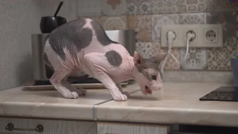 Bald Don Sphynx cat on the kitchen table steals food from the pan Stock Footage 209452518