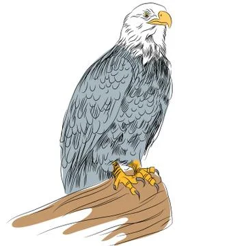 Bald Eage Sketch Stock Illustration