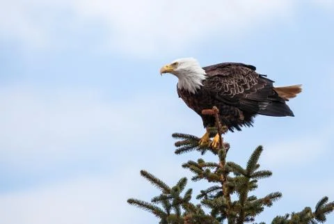 Bald eage on a tree top Stock Photos
