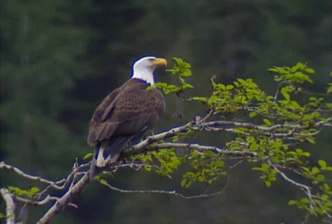 Bald eagle 01 Video stock 508848