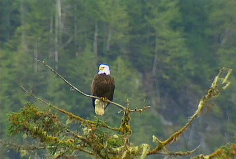 Bald eagle 02 Stock Footage 508850