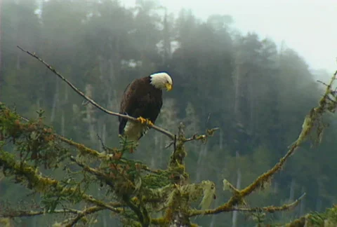 Bald eagle 03 Stock Footage 508852