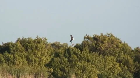 Bald eagle 1 Stock Footage 7743632