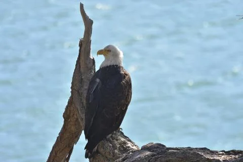 Bald Eagle 1 Stock Photos