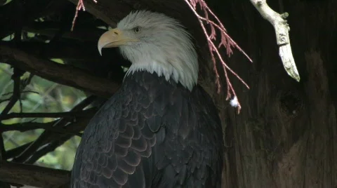 Bald Eagle 1108 Stock Footage 267257
