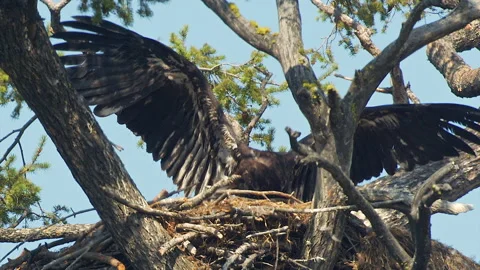 Bald eagle at 12 weeks moving carrion, testing wings, 4k Stock-Footage 280530319