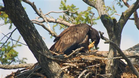 Bald eagle at 12 weeks preening in nest, 4k Stock Footage 280530323
