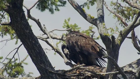 Bald eagle at 12-weeks preens feathers for flight, slomo 4k Stock Footage 280718632