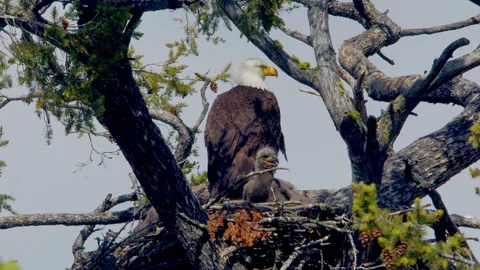 Bald eagle with 2 chicks in nest, 30 days old, 4k Stock Footage 276986590
