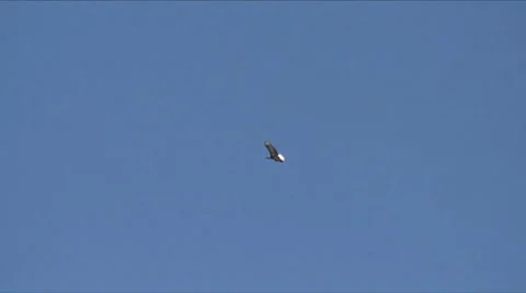Bald eagle 2 Stock-Footage 7743828