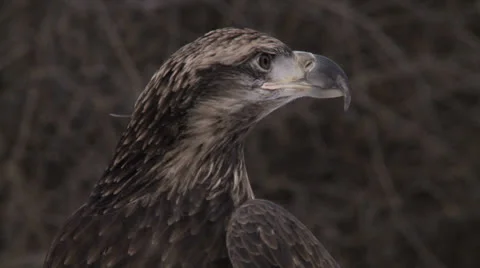 Bald Eagle 2 Stock Footage 26397486