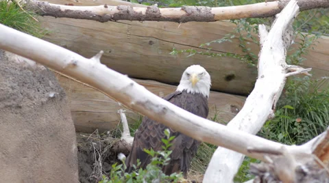 Bald Eagle 2 Video stock 30065178