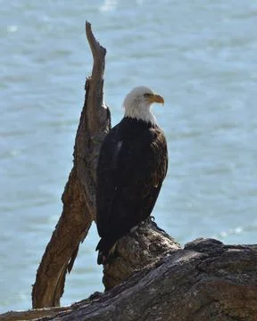 Bald Eagle 2 Stock Photos