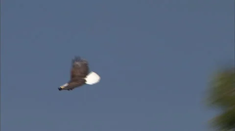 Bald Eagle 32 Stock Footage 1117833
