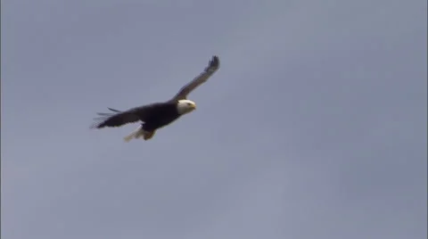 Bald Eagle 57 Stock Footage 1118019