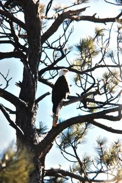 Bald Eagle  #721 2 Stock-Fotos