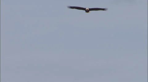 Bald Eagle 74 Stock Footage