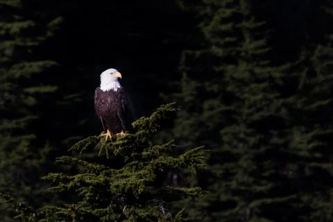 Bald Eagle above Mt Roberts Tramway in Juneau Alaska Stock Photos