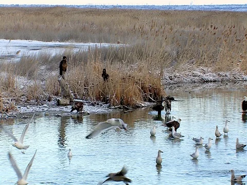 Bald Eagle Action at Farmington Bay Utah Stock Footage 124354274