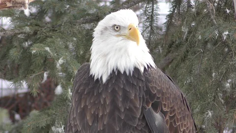 Bald Eagle Adult Face Closeup Stock Footage