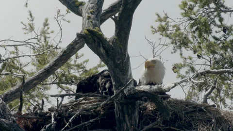 Bald eagle adult feeds eaglets, chicks, in nest, nature, 4k Stock Footage 278697671