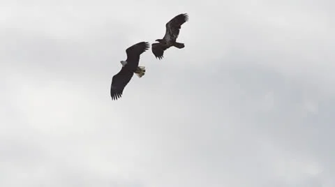 Bald Eagle Aerial Mating Dance 1 Slowmo Stock Footage 22734416