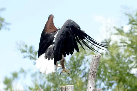 Bald eagle, African fish eagle bird of prey, symbol of America, hunts in flig Stock Photos