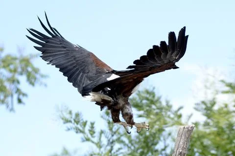 Bald eagle, African fish eagle bird of prey, symbol of America, in flight w.. Stock Photos
