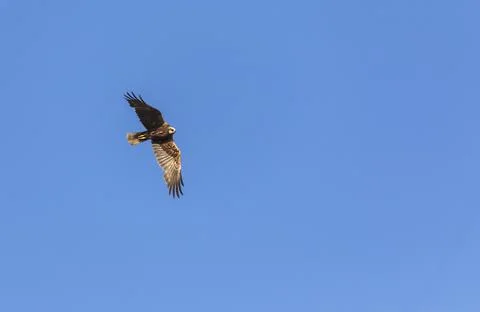 Bald eagle against the blue sky Stock Photos