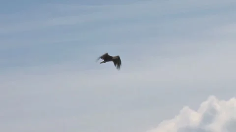 Bald Eagle Against Clouds Stock Footage 8601829