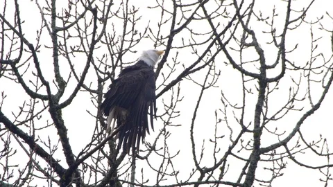 Bald Eagle Airing out Feathers, shaking its head and Looking Around in Vidéo 122528982