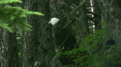 Bald Eagle in Alaska part two Stock Footage 152794