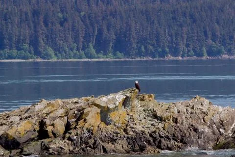 Bald Eagle in Alaska Stock Photos