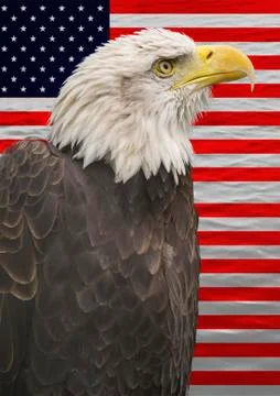 Bald eagle with the american flag Stock Photos