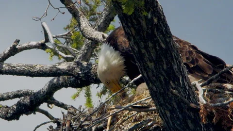 Bald eagle and agressive eaglet tearing at carcass, in nest, 4k Stock-Footage 277306317