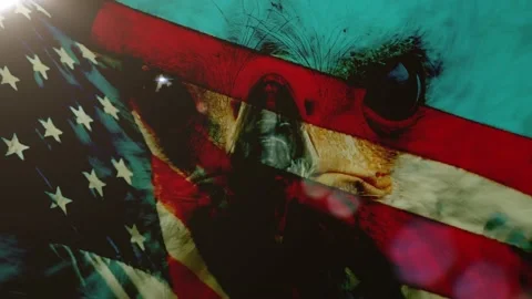 Bald Eagle and American Flag Pride of United States  Loopable 動画素材 159983231