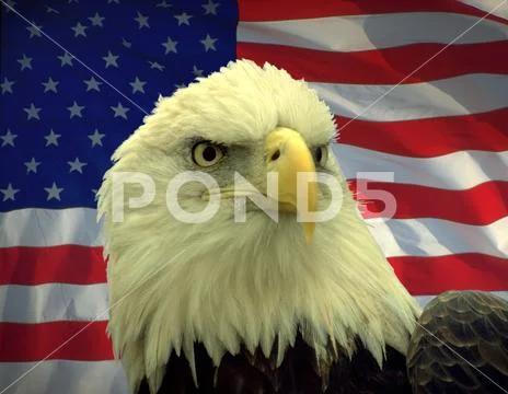 Bald Eagle and American Flag Stock Photos