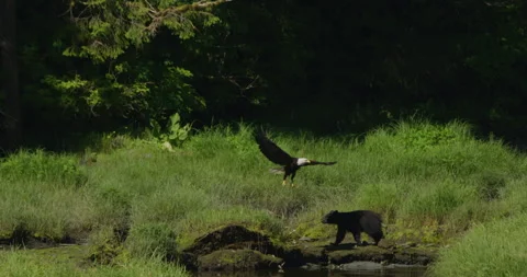 Bald eagle and black bear trading places Stock Footage 278847079