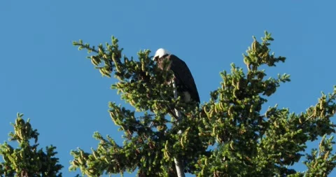 Bald Eagle and crows Stock Footage 134081091