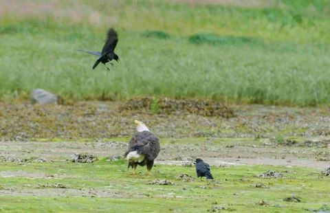 A Bald eagle and crows interact by the water grass river. Stock Photos