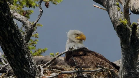 Bald Eagle and eaglet in nest in high wind, eyelids closed, nature, 4k Video stock 277306367