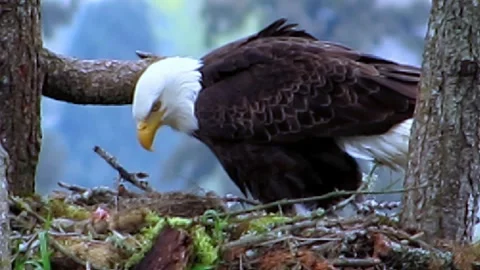 Bald Eagle and Eaglet in Nest Stock Footage 280275787