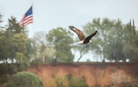 The Bald Eagle and the Old Glory flag are favorite US national emblems Фото