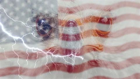 Bald Eagle and pride of the United States flag  Loopable Stock Footage 159982818