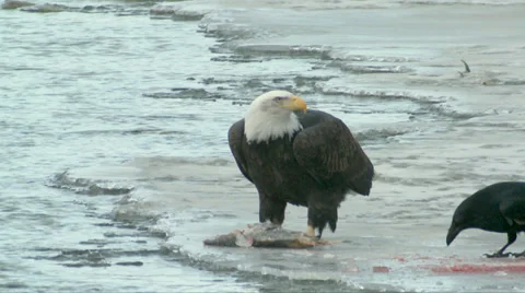 Bald Eagle and Raven Stock Footage 38941767