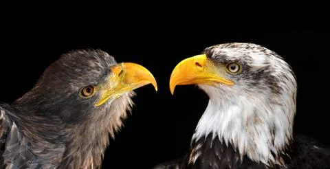 Bald Eagle and Sea Eagle  Stock Photos