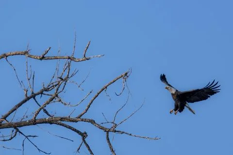Bald Eagle Approaching Bare Tree Branch Near Littleton Colorado Foto stock