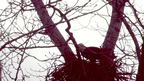 Bald eagle arranging nest branches, 4k Stock Footage 232425367